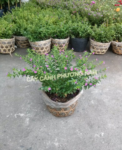 Cây Cẩm Tú Mai