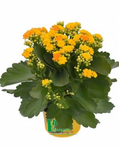 Cây sống đời 93 Cây sống đời 93