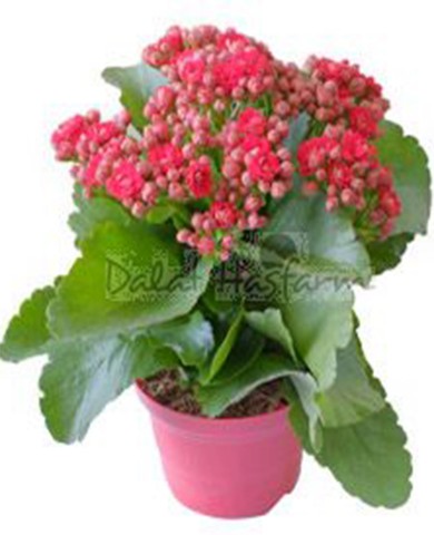 Cây sống đời 91 Cây sống đời 91