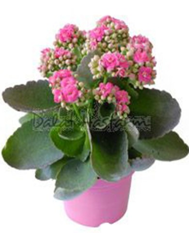 Cây sống đời 92 Cây sống đời 92