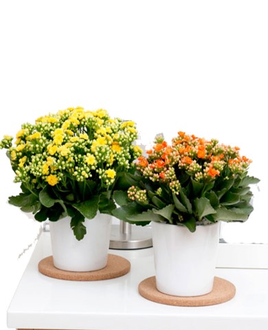 Cây sống đời 97 Cây sống đời 97