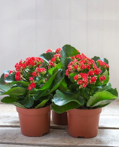 Cây sống đời 98 Cây sống đời 98