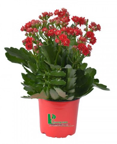 Cây sống đời 90 Cây sống đời 90