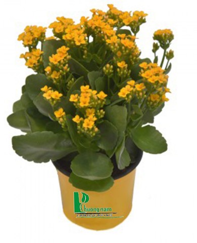 Cây sống đời 94 Cây sống đời 94