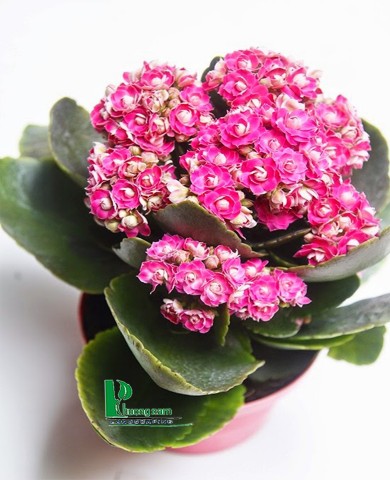 Cây sống đời 96 Cây sống đời 96