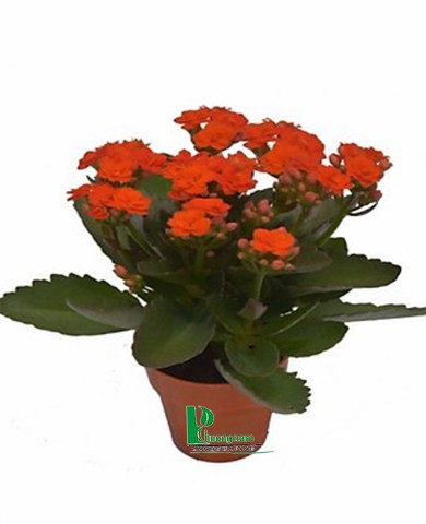 Cây sống đời 95 Cây sống đời 95