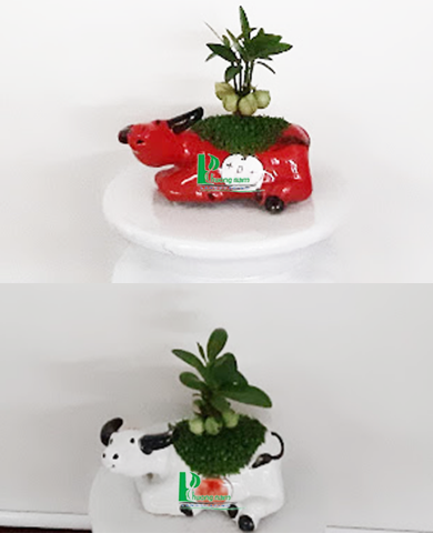 CHẬU CÂY MAY MẮN