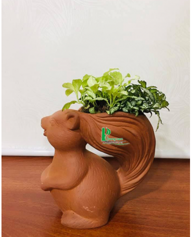 CHẬU CÂY MAY MẮN 2