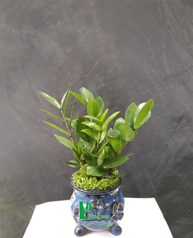 Cây kim phát tài Cây kim phát tài