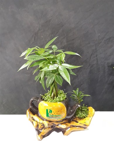 Cây Kim Ngân Cây Kim Ngân