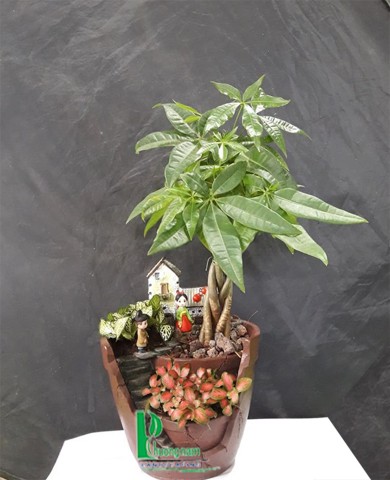 Cây Kim Ngân Cây Kim Ngân