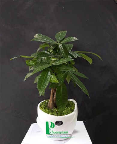 Cây Kim Ngân Cây Kim Ngân