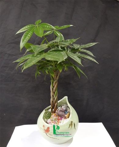 Cây Kim Ngân Cây Kim Ngân