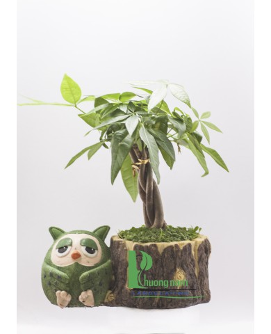 Cây Kim Ngân Cây Kim Ngân