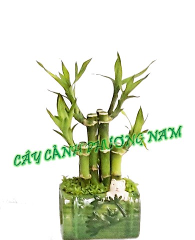 Cây phát tài Đài Loan