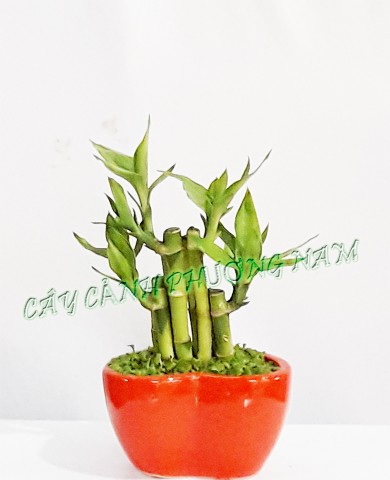 Cây phát tài Đài Loan