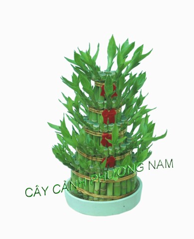 Cây Phát Tài Đài Loan