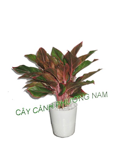 Cây Phú Quý