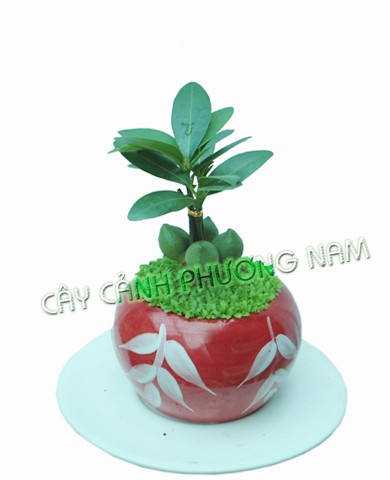 Cây May Mắn