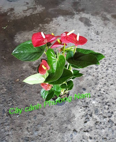 Cây Hồng Môn
