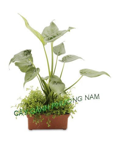 Cây Tai Phật Cây Tai Phật