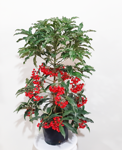 Cây Kim ngân lượng 10 Cây Kim ngân lượng 10