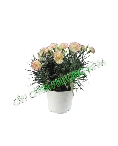Chậu Hoa Cẩm Chướng