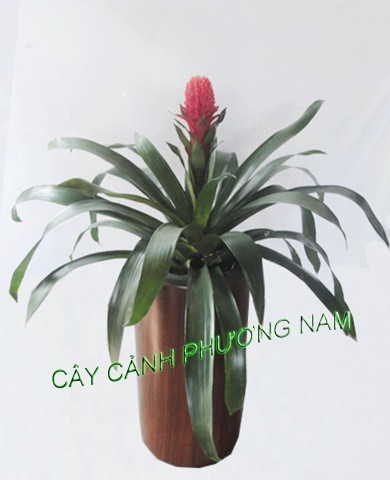 Chậu Phong Lộc Hoa Chậu Phong Lộc Hoa