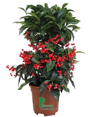 Cây Kim ngân lượng14 Cây Kim ngân lượng14