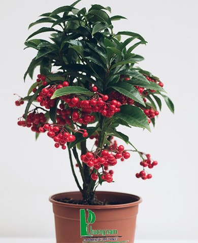 Cây kim ngân lượng15 Cây kim ngân lượng15