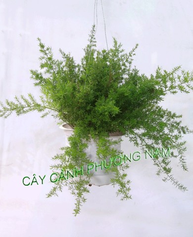 Cây Thiên Môn