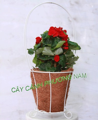 Thu Hải Đường Thu Hải Đường