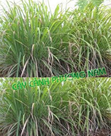 Chậu Câu Sả