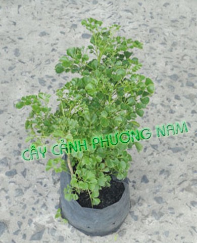 Chậu Cây Đinh Lăng