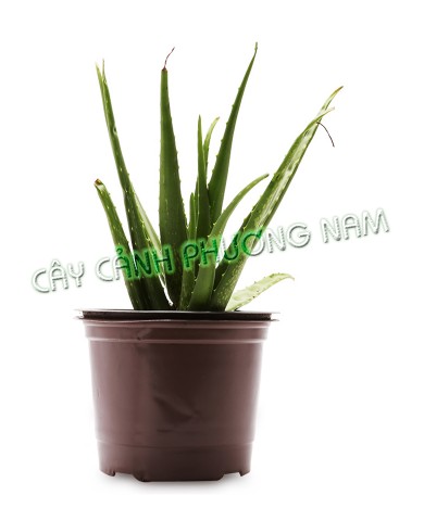Chậu Cây Nha Đam