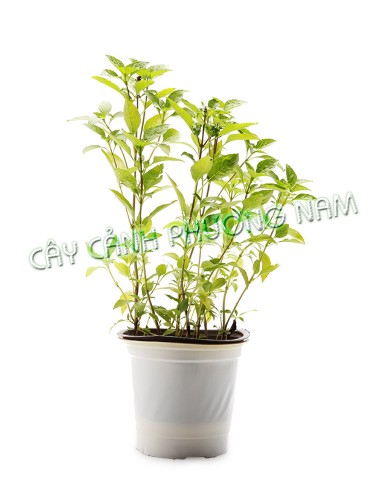 Chậu Rau Quế