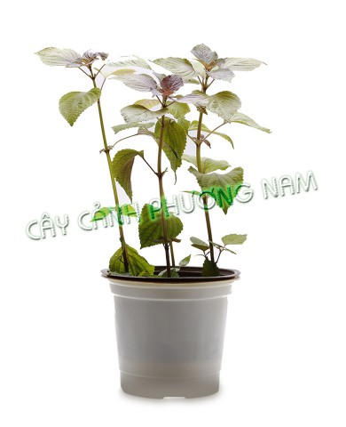 Chậu Rau Tía Tô Chậu Rau Tía Tô