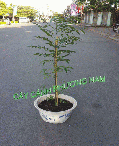 Cây Lá Vối