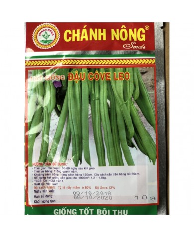 HẠT GIỐNG ĐẬU CO VE LEO HẠT GIỐNG ĐẬU CO VE LEO