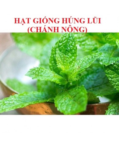 HẠT GIỐNG HÚNG LŨI HẠT GIỐNG HÚNG LŨI