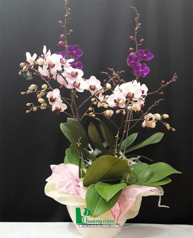 Chậu lan hồ điệp 