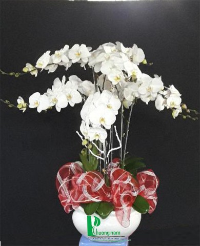 Chậu lan hồ điệp