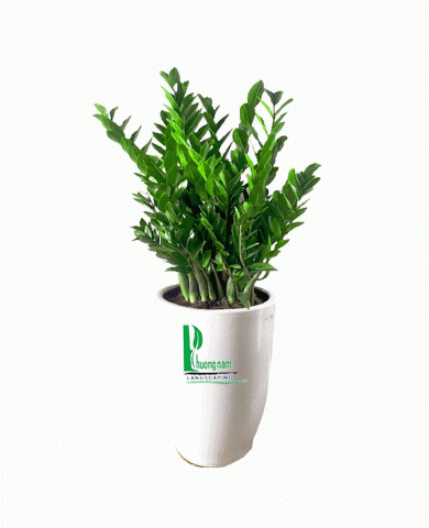 Cây kim phát tài Cây kim phát tài