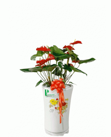 Cây hồng môn 01 Cây hồng môn 01