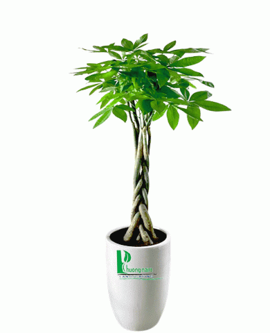 Cây Kim Ngân Cây Kim Ngân