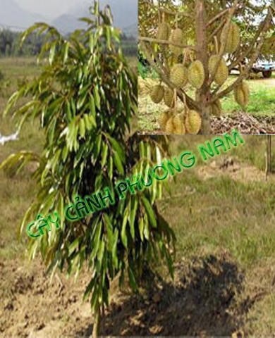 Cây Sầu Riêng