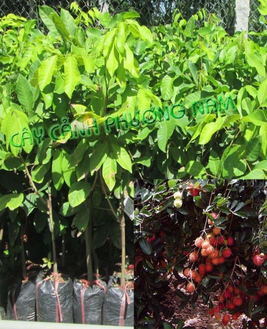 Cây Chôm Chôm