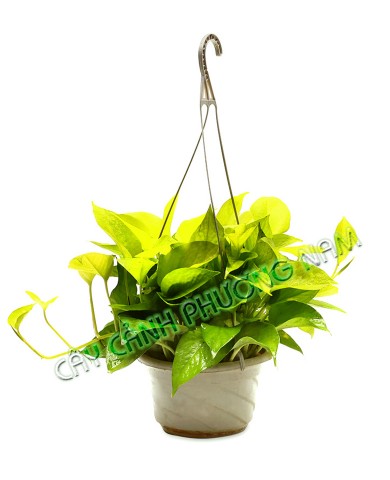 Trầu Bà Thái Vàng