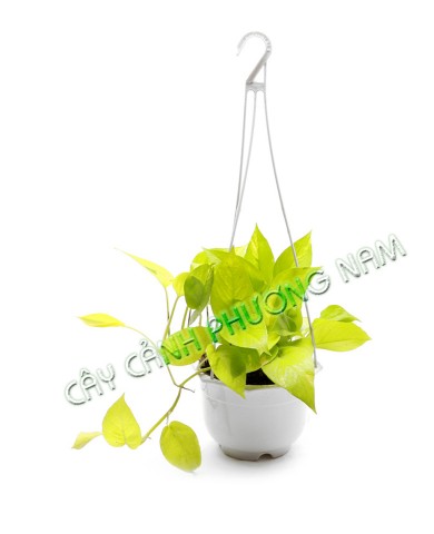 Trầu Bà Thái Vàng