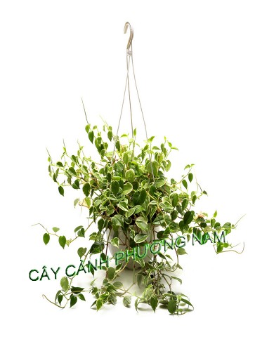 Cây trầu bà Cẩm Thạch